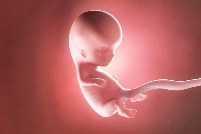 Imagem ilustrativa do artigo 10 semanas de gestação: desenvolvimento do bebê
