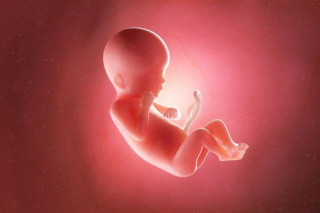 Imagem ilustrativa do artigo Desenvolvimento do bebê - 19 semanas de gestação